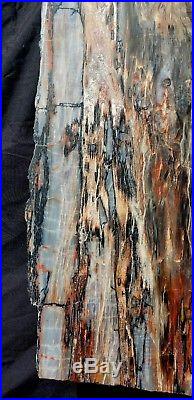 32.5 Quality Fossil Petrified Wood Rip Cut Table Top Arizona Chinle Red Blue