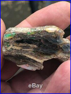 32.6 grams Virgin Valley Stable Dry Conk Black Wood Fire Opal 163 carats