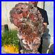 32_7lb_Rare_Natural_petrified_wood_rough_Wood_fossil_mineral_specimen_healing_01_jrce