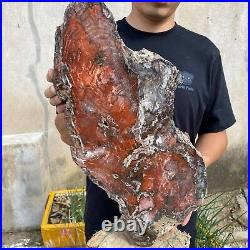 32.8lb Rare Natural Red petrified wood rough Wood fossil mineral specimen healin 32.8lb Rare Natural Red petrified wood rough Wood fossil mineral specimen healin