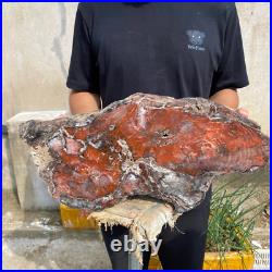 32.8lb Rare Natural petrified wood rough Wood fossil mineral specimen healing 32.8lb Rare Natural petrified wood rough Wood fossil mineral specimen healing