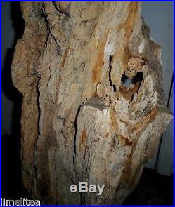 32 inch high Petrified Wood Stump, Jurassic Driftwood 145,000,000 yr. Old AZ