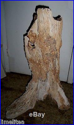32 inch high Petrified Wood Stump, Jurassic Driftwood 145,000,000 yr. Old AZ
