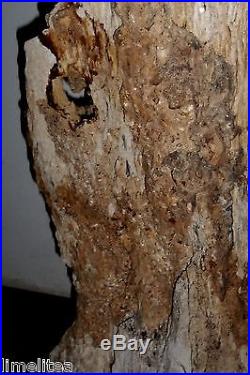 32 inch high Petrified Wood Stump, Jurassic Driftwood 145,000,000 yr. Old AZ