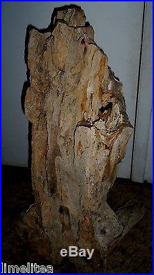 32 inch high Petrified Wood Stump, Jurassic Driftwood 145,000,000 yr. Old AZ