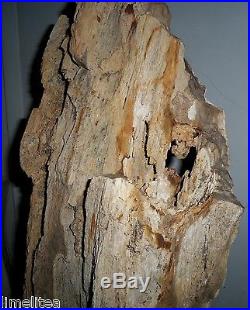 32 inch high Petrified Wood Stump, Jurassic Driftwood 145,000,000 yr. Old AZ