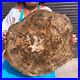 33_44LB_Natural_Petrified_Wood_Slab_Fossilized_Wood_Slice_Crystal_Gem_Specimen_01_mux