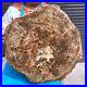 33_44LB_Natural_Petrified_Wood_Slice_Real_Authentic_Piece_History_Fossil_1974_01_fz