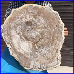 33.77LB Natural Petrified Wood Fossil Crystal Polished Slice Madagascar