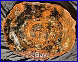 33 Nicely Agatized Fossil Petrified Wood Round Arizona Chinle Formation