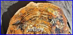 33 Nicely Agatized Fossil Petrified Wood Round Arizona Chinle Formation