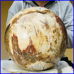 34200g Huge Natural Petrified Wood Fossil Crystal Sphere Healing Specimen