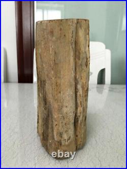 3428g Beautiful Petrified Wood Fossil Crystal Freeform Madagascar N480