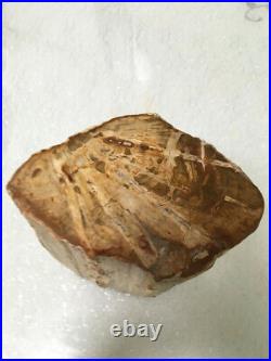 3428g Beautiful Petrified Wood Fossil Crystal Freeform Madagascar N480