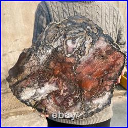 34.5lb Rare Natural petrified wood rough Wood fossil mineral specimen healing 34.5lb Rare Natural petrified wood rough Wood fossil mineral specimen healing