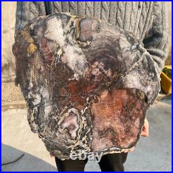 34.5lb Rare Natural petrified wood rough Wood fossil mineral specimen healing 34.5lb Rare Natural petrified wood rough Wood fossil mineral specimen healing