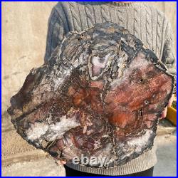 34.5lb Rare Natural petrified wood rough Wood fossil mineral specimen healing 34.5lb Rare Natural petrified wood rough Wood fossil mineral specimen healing
