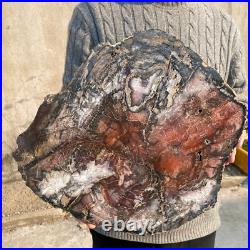 34.5lb Rare Natural petrified wood rough Wood fossil mineral specimen healing 34.5lb Rare Natural petrified wood rough Wood fossil mineral specimen healing