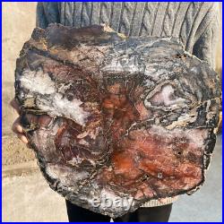 34.5lb Rare Natural petrified wood rough Wood fossil mineral specimen healing 34.5lb Rare Natural petrified wood rough Wood fossil mineral specimen healing