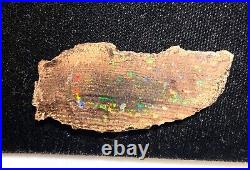 35.6 carat Opalized wood Conk fossil Virgin Valley opal Denio, NV