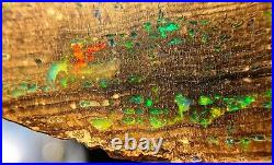 35.6 carat Opalized wood Conk fossil Virgin Valley opal Denio, NV
