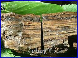 35 Pound Petrified Wood Plank Log Book Ends Project