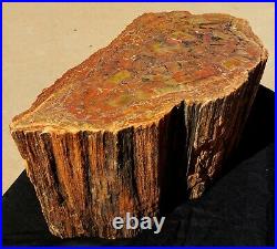 35 lb Beautiful 12.75 x 7 inch polished Arizona rainbow petrified wood stump log