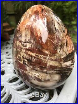 3685g Huge Petrified Wood Egg 1 AAA+ Serenity Grounding Ancient Wisdom