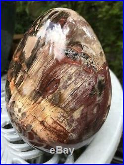 3685g Huge Petrified Wood Egg 1 AAA+ Serenity Grounding Ancient Wisdom