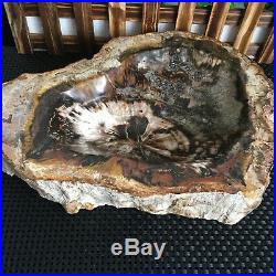 3700g Natural Petrified Wood Fossil Crystal Ashtray Madagascar y097