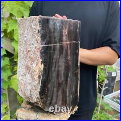 37lb Rare Natural petrified wood rough Wood fossil mineral specimen healing 37lb Rare Natural petrified wood rough Wood fossil mineral specimen healing
