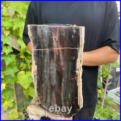 37lb Rare Natural petrified wood rough Wood fossil mineral specimen healing 37lb Rare Natural petrified wood rough Wood fossil mineral specimen healing