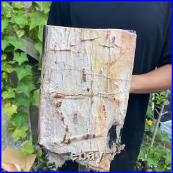 37lb Rare Natural petrified wood rough Wood fossil mineral specimen healing 37lb Rare Natural petrified wood rough Wood fossil mineral specimen healing
