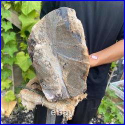 37lb Rare Natural petrified wood rough Wood fossil mineral specimen healing 37lb Rare Natural petrified wood rough Wood fossil mineral specimen healing
