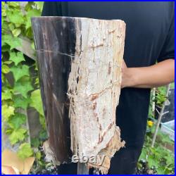 37lb Rare Natural petrified wood rough Wood fossil mineral specimen healing 37lb Rare Natural petrified wood rough Wood fossil mineral specimen healing
