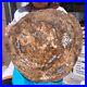 38_72LB_Natural_Petrified_Wood_Fossil_Crystal_Polished_Slice_Madagascar_1979_01_rzdi