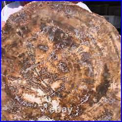 38.72LB Natural Petrified Wood Fossil Crystal Polished Slice Madagascar 1979 38.72LB Natural Petrified Wood Fossil Crystal Polished Slice Madagascar 1979
