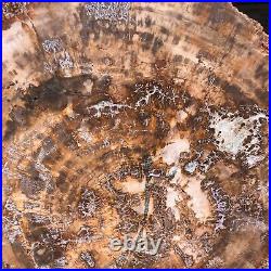 38.72LB Natural Petrified Wood Fossil Crystal Polished Slice Madagascar 1979 38.72LB Natural Petrified Wood Fossil Crystal Polished Slice Madagascar 1979