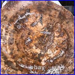 38.72LB Natural Petrified Wood Fossil Crystal Polished Slice Madagascar 1979 38.72LB Natural Petrified Wood Fossil Crystal Polished Slice Madagascar 1979