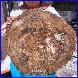 38.72LB Natural Petrified Wood Fossil Crystal Polished Slice Madagascar 1979 38.72LB Natural Petrified Wood Fossil Crystal Polished Slice Madagascar 1979