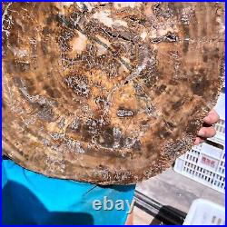 38.72LB Natural Petrified Wood Fossil Crystal Polished Slice Madagascar 1979 38.72LB Natural Petrified Wood Fossil Crystal Polished Slice Madagascar 1979