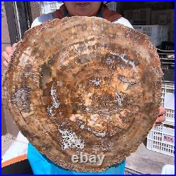 38.72LB Natural Petrified Wood Fossil Crystal Polished Slice Madagascar 1979 38.72LB Natural Petrified Wood Fossil Crystal Polished Slice Madagascar 1979