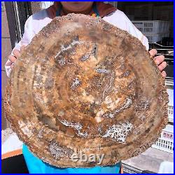38.72LB Natural Petrified Wood Fossil Crystal Polished Slice Madagascar 1979 38.72LB Natural Petrified Wood Fossil Crystal Polished Slice Madagascar 1979