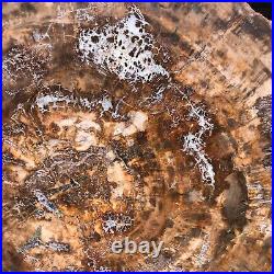 38.72LB Natural Petrified Wood Fossil Crystal Polished Slice Madagascar 1979 38.72LB Natural Petrified Wood Fossil Crystal Polished Slice Madagascar 1979
