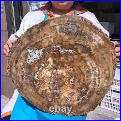 38.72LB Natural Petrified Wood Fossil Crystal Polished Slice Madagascar 1979 38.72LB Natural Petrified Wood Fossil Crystal Polished Slice Madagascar 1979