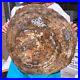 38_72LB_Natural_petrified_wood_fossil_crystal_polished_slice_Madagascar_1979_01_qg