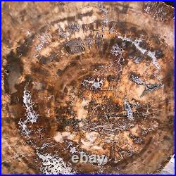 38.72LB Natural petrified wood fossil crystal polished slice Madagascar 1979 38.72LB Natural petrified wood fossil crystal polished slice Madagascar 1979