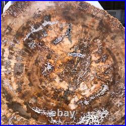 38.72LB Natural petrified wood fossil crystal polished slice Madagascar 1979 38.72LB Natural petrified wood fossil crystal polished slice Madagascar 1979