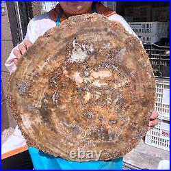 38.72LB Natural petrified wood fossil crystal polished slice Madagascar 1979 38.72LB Natural petrified wood fossil crystal polished slice Madagascar 1979