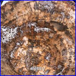 38.72LB Natural petrified wood fossil crystal polished slice Madagascar 1979 38.72LB Natural petrified wood fossil crystal polished slice Madagascar 1979